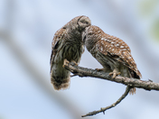 A pair of Barred owls grooming each other