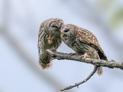 A pair of Barred owls grooming each other