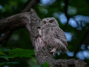 Eastern screech owlet