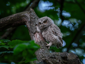 Eastern screech owlet