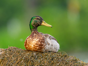 Drake Mallard sitting on a cosy bed