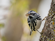 Black and white warbler with snack 