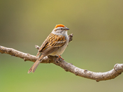 Chipping sparrow sitting pretty