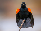 Male red winged blackbird trying his best 🎤
