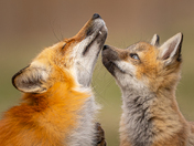 Red fox kit and one of the parents