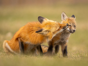 Red fox kit and one of the parents