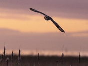 Short-eared owl at sunset