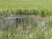 Lassen Volcanic National Park