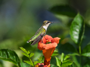 Ruby-throated Hummingbird