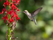 Ruby-throated Hummingbird