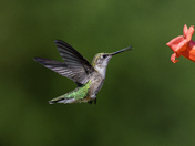 Ruby-throated Hummingbird