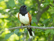 Eastern Towhee