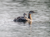 Red-necked Grebe