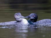 Common Loon