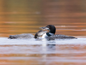 Common Loon & Chick