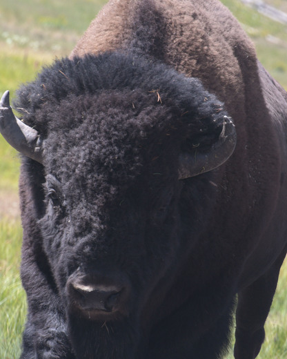 Yellowstone National Park