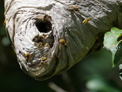 Beehive rénovation.