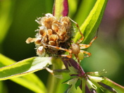 Tiny spider in a large field.