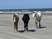 Cumberland Island National Seashore