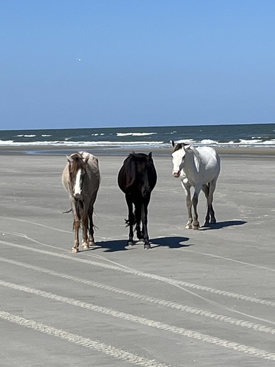 Cumberland Island National Seashore