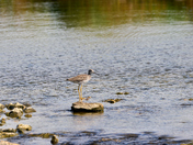 Tall and Gangly Shorebird #2