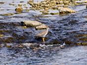 Tall and Gangly Shorebird #1