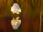 Great Egret Preening