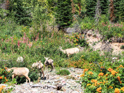Glacier National Park