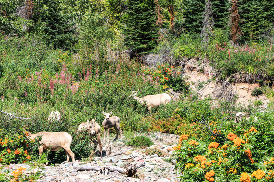 Glacier National Park