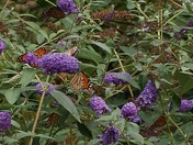 Preparing for their long journey