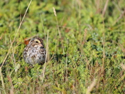 Quiet corners of nature