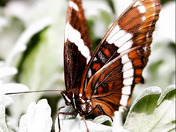 Limenitis Arthemis