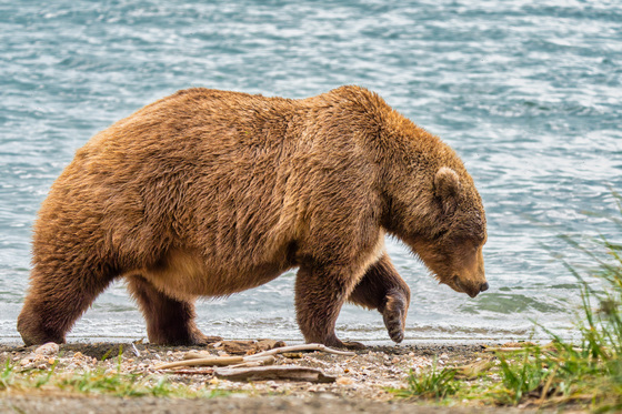 Katmai National Park and Preserve