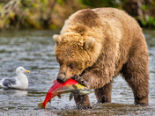 Katmai National Park and Preserve