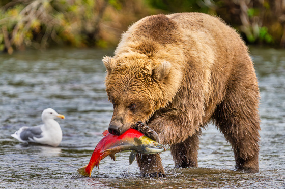 Katmai National Park and Preserve
