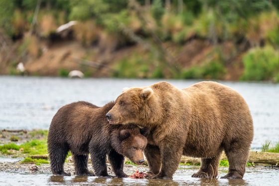 Katmai National Park and Preserve