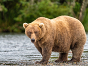 Katmai National Park and Preserve
