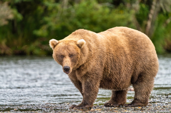 Katmai National Park and Preserve