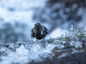 The Mighty American Dipper - Songbird or Adrenaline Junky?