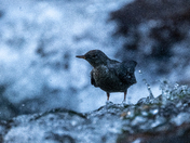 The Mighty American Dipper - Songbird or Adrenaline Junky?