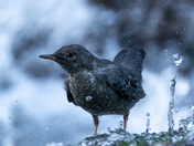 The Mighty American Dipper - Songbird or Adrenaline Junky?
