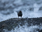 The Mighty American Dipper - Songbird or Adrenaline Junky?