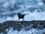 The Mighty American Dipper - Songbird or Adrenaline Junky?