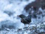 The Mighty American Dipper - Songbird or Adrenaline Junky?