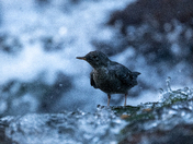 The Mighty American Dipper - Songbird or Adrenaline Junky?