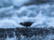 The Mighty American Dipper - Songbird or Adrenaline Junky?