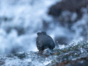 The Mighty American Dipper - Songbird or Adrenaline Junky?