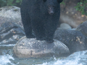 The salmon are back, and so are the black bears