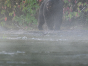 The salmon are back, and so are the black bears