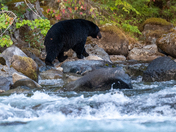The salmon are back, and so are the black bears